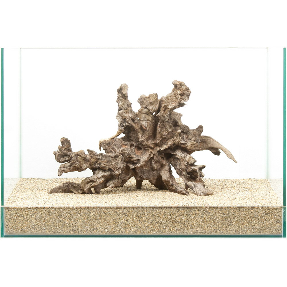 一点物　ディアーホーンウッド　45cm水槽用　880741　関東当日便