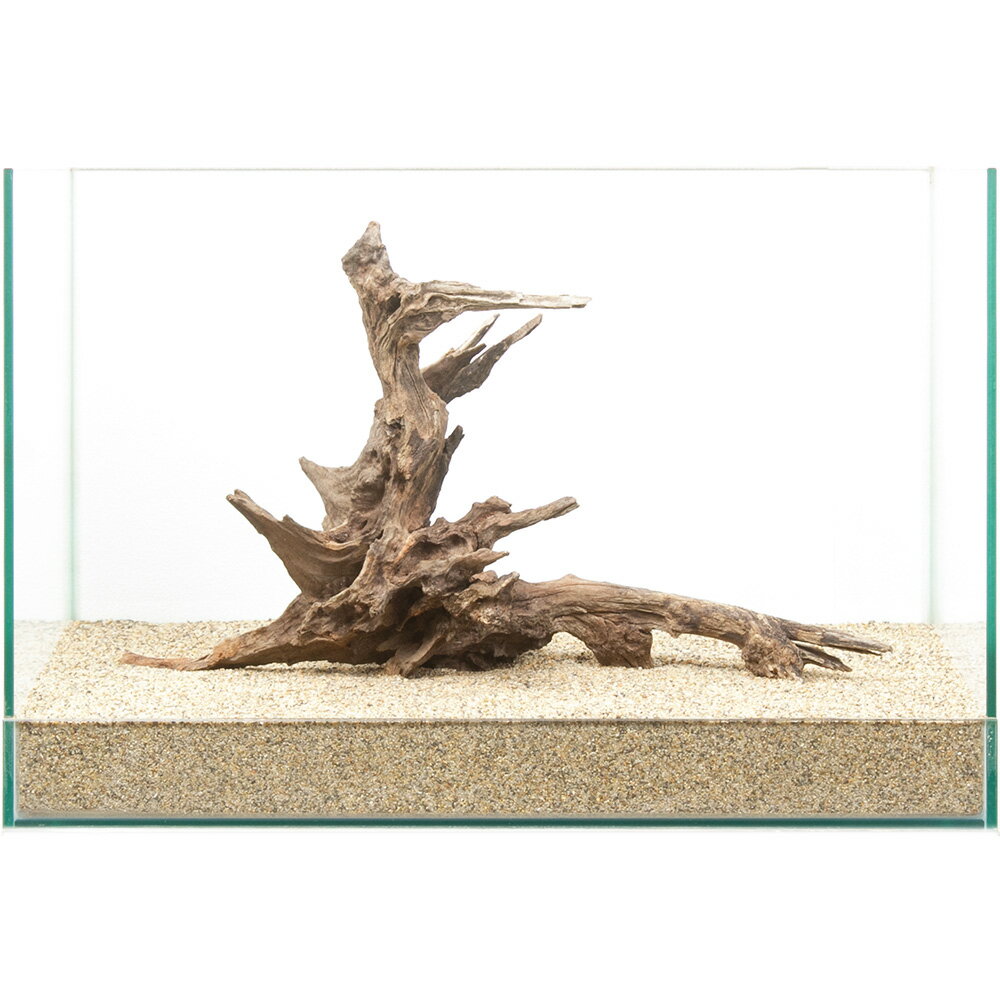 一点物　ディアーホーンウッド　45cm水槽用　880743　関東当日便