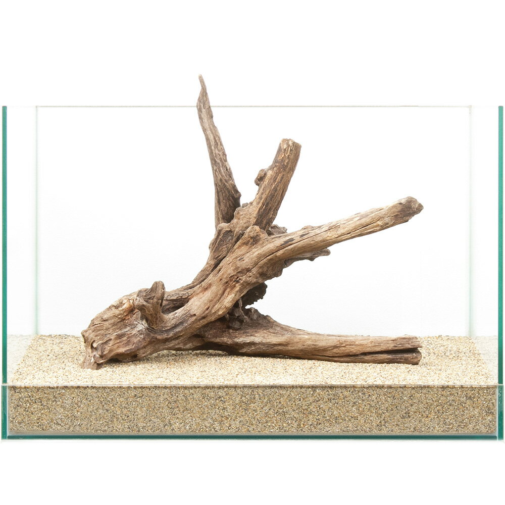 一点物　ディアーホーンウッド　45cm水槽用　880744　関東当日便