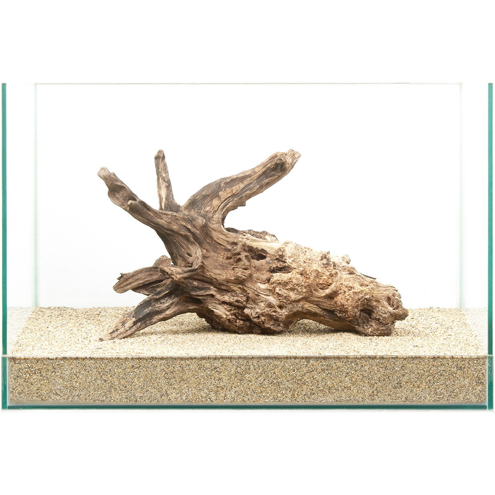 ●この流木は【当店で煮込み済み】です。●半日〜1日煮込んでアク抜き作業および殺菌を施しておりますが、水槽投入後、流木自体の色素が出てしまう場合もございます。●流木からの色素は生体への影響がないとされておりますが、気になる場合は、活性炭等を使用して色味を除去するか換水を行ってください。選び抜かれた「ディアーホーンウッド」。この形状は世界に一つ。一点物　ディアーホーンウッド　45cm水槽用特長●数多の「ディアーホーンウッド」の中より厳選された、45cmクラスの水槽におすすめの選りすぐりの流木単体です。●掲載画像の形状の流木をお届けいたします。「これだ！」と思った流木をお選びください。●1個でも存在感は十分で、水槽内の上質な空間を演出します。●別売の他の流木や、石と組み合わせて用いても素敵なレイアウトを演出できます。●単体でも、他の素材と組み合わせても、レイアウトの幅は広がります。思い思いのオリジナルレイアウトをお楽しみください。数量1個サイズ（約）水槽サイズ：幅45×奥行30×高さ30cm ※流木を入れている水槽のサイズとなります。ご注意※撮影用の底床は田砂を使用しております。 ※お使いの底床によっては写真同様にセットできない場合があります。 ※場合によって流木、石を砂に埋めて立たせて撮影しています。 ※よく水洗いしてからご使用ください。 ※本品は煮出し済みですが、アクが出ないことを保証するものではありません。気になる場合は活性炭などを併用して、対処をお願いいたします。（水草）アヌビアスナナ（水上葉）（1ポット分）形状お任せ　煮込み済み　上質流木　雅〜みやび〜　Sサイズ（約15〜25cm）　3本　アクアリウム　レイアウト素材　流木形状お任せ　風山石　サイズミックス　3kg　国産品　30cm水槽向け　アクアリウム　レイアウト素材形状お任せ　風山石　Sサイズ（約8〜12cm）　3個　アクアリウム　レイアウト素材　お一人様10点限り … 流木／石　流木　45cm水槽用　流木・石　上質流木　ディアーホーンウッド　アクアリウム　一点物　1点物　レイアウト素材　アクアリウム用品　テラリウム　アクアテラリウム　パルダリウム　熱帯魚　水草　水草レイアウト　20260205　y26m02　q10_hidden■この商品をお買い上げのお客様は、下記商品もお買い上げです。※この商品には付属しません。■（水草）アヌビアスナナ（水上葉）（1ポット分）形状お任せ　煮込み済み　上質流木　雅〜みやび〜　Sサイズ（約15〜25cm）　3本　アクアリウム　レイアウト素材　流木形状お任せ　風山石　サイズミックス　3kg　国産品　30cm水槽向け　アクアリウム　レイアウト素材形状お任せ　風山石　Sサイズ（約8〜12cm）　3個　アクアリウム　レイアウト素材　お一人様10点限り