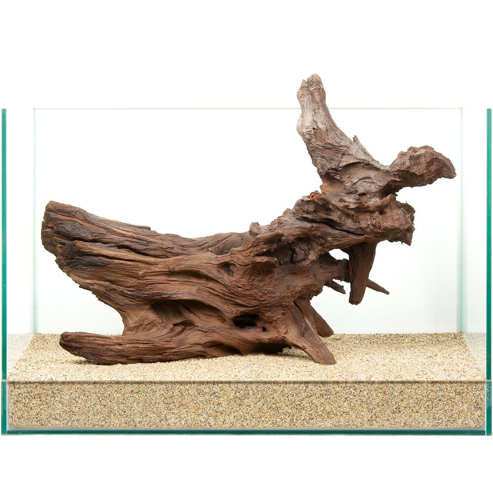 一点物 上質ドリフトウッド 45cm水槽用 880823 関東当日便