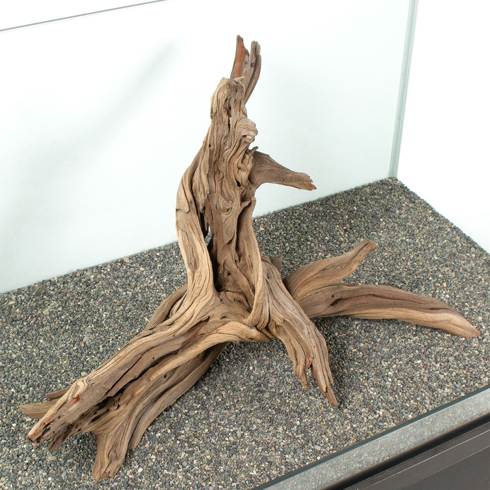 ����ʪ���������ȥ��åɡ��緿�����ѡ�881113������������