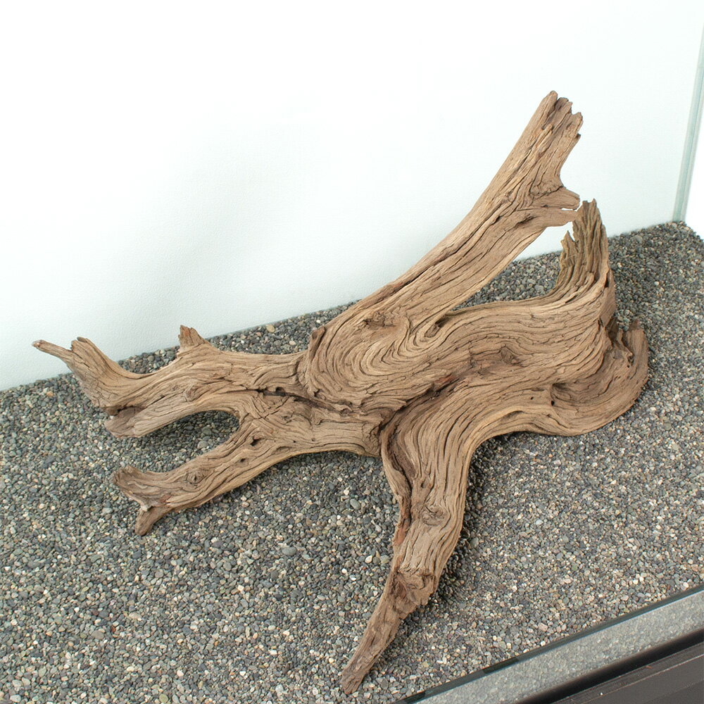 ����ʪ���������ȥ��åɡ��緿�����ѡ�881116������������