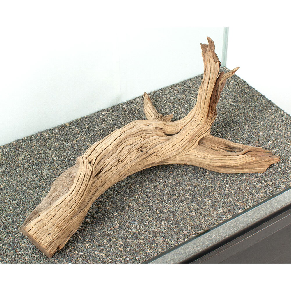 ����ʪ���������ȥ��åɡ��緿�����ѡ�881119������������