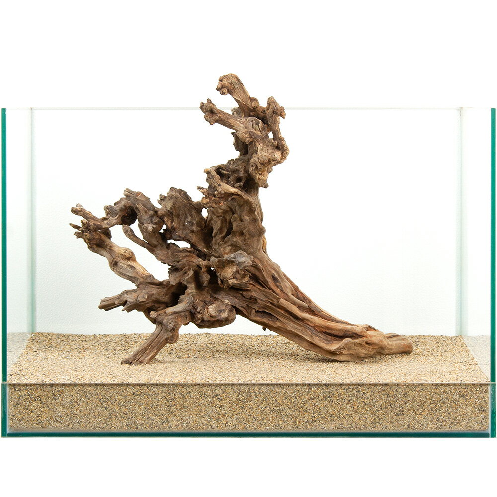 樂天商城 - 一点物　ディアーホーンウッド　45cm水槽用　881232　関東当日便