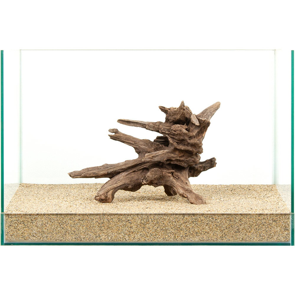 Driftwood - 一点物　ディアーホーンウッド　45cm水槽用　881269　関東当日便