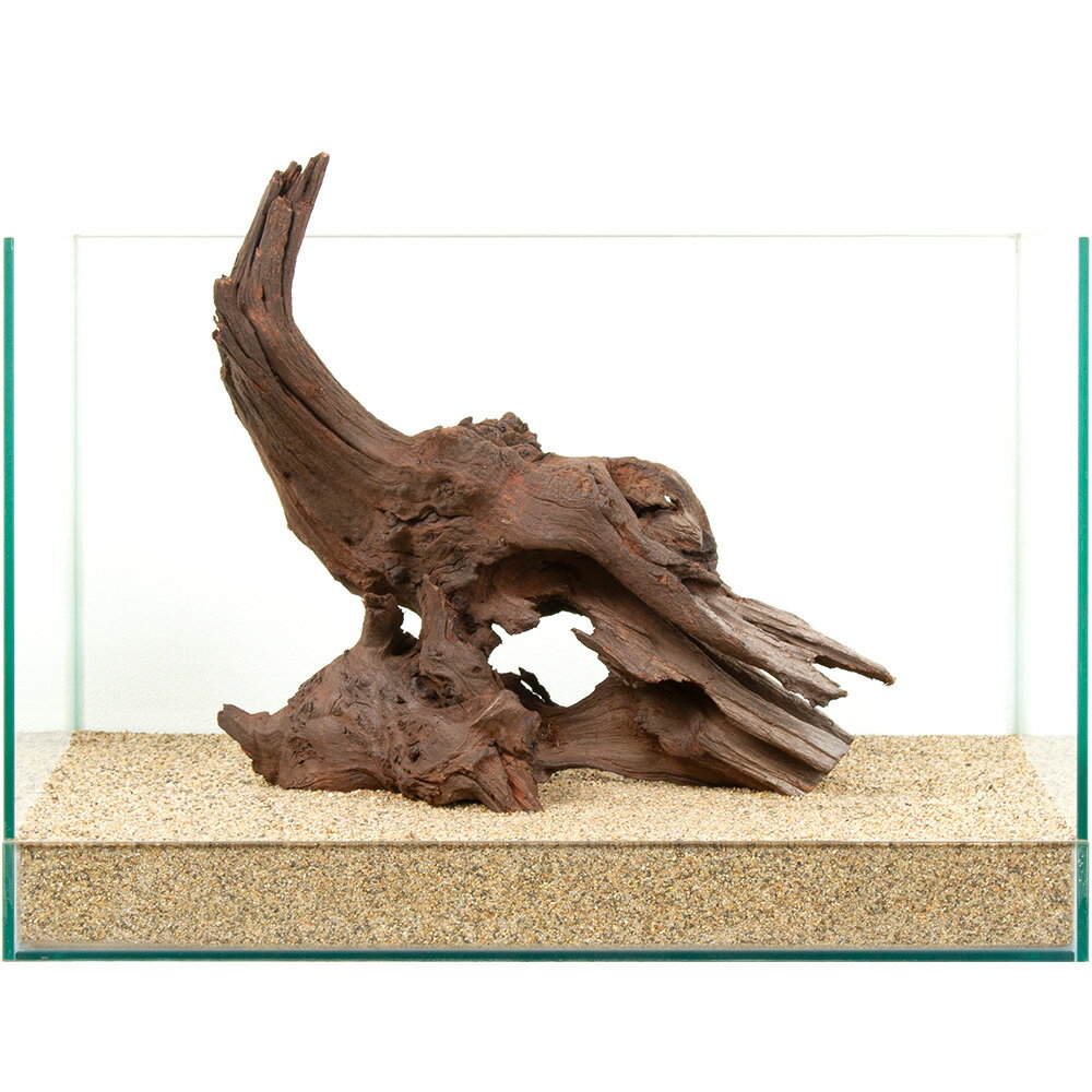 Driftwood - 一点物　上質ドリフトウッド　45cm水槽用　881282　関東当日便