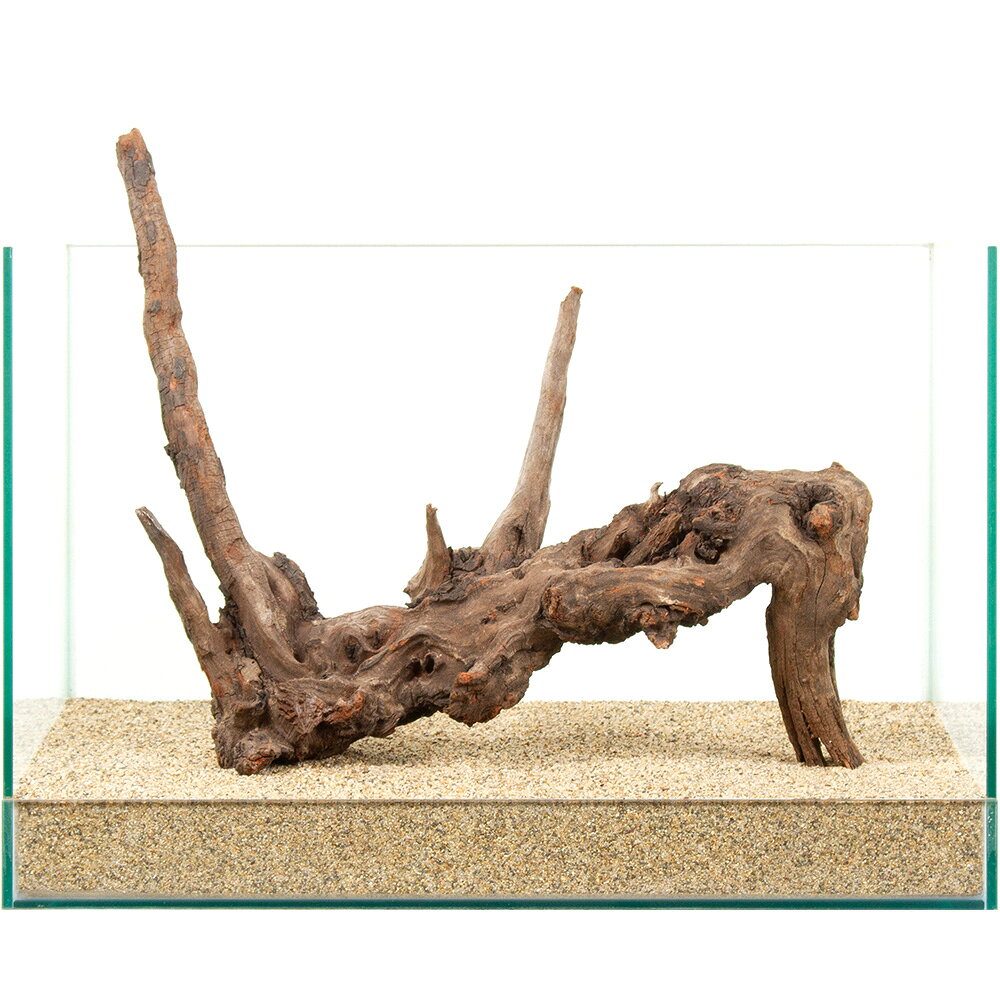 一点物　ドリフトウッド　45cm水槽用　881303　関東当日便