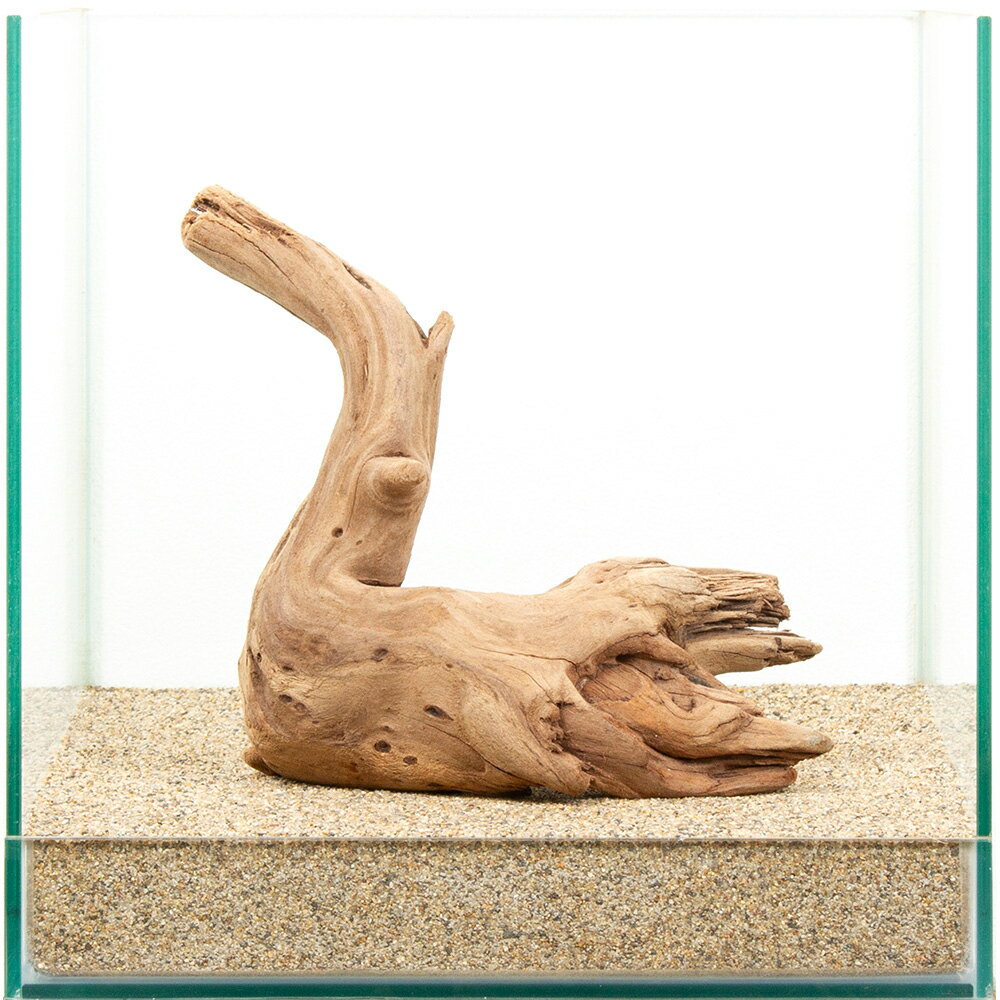 Driftwood - 一点物　上質流木　雅　30cm水槽用　881432　関東当日便