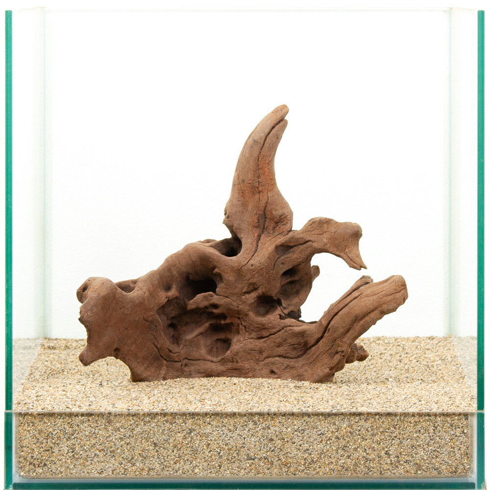 Driftwood - 一点物　上質流木　雅　30cm水槽用　881436　関東当日便