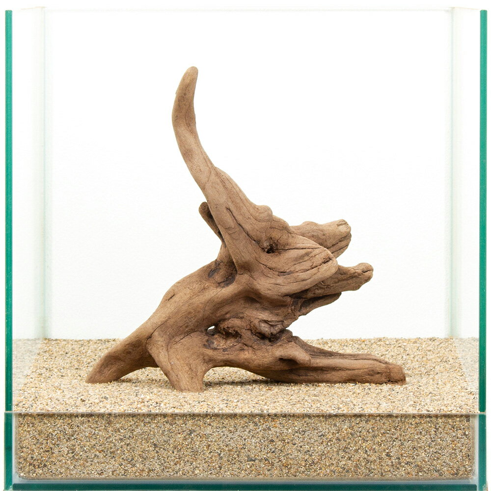 Driftwood - 一点物　上質流木　雅　30cm水槽用　881452　関東当日便