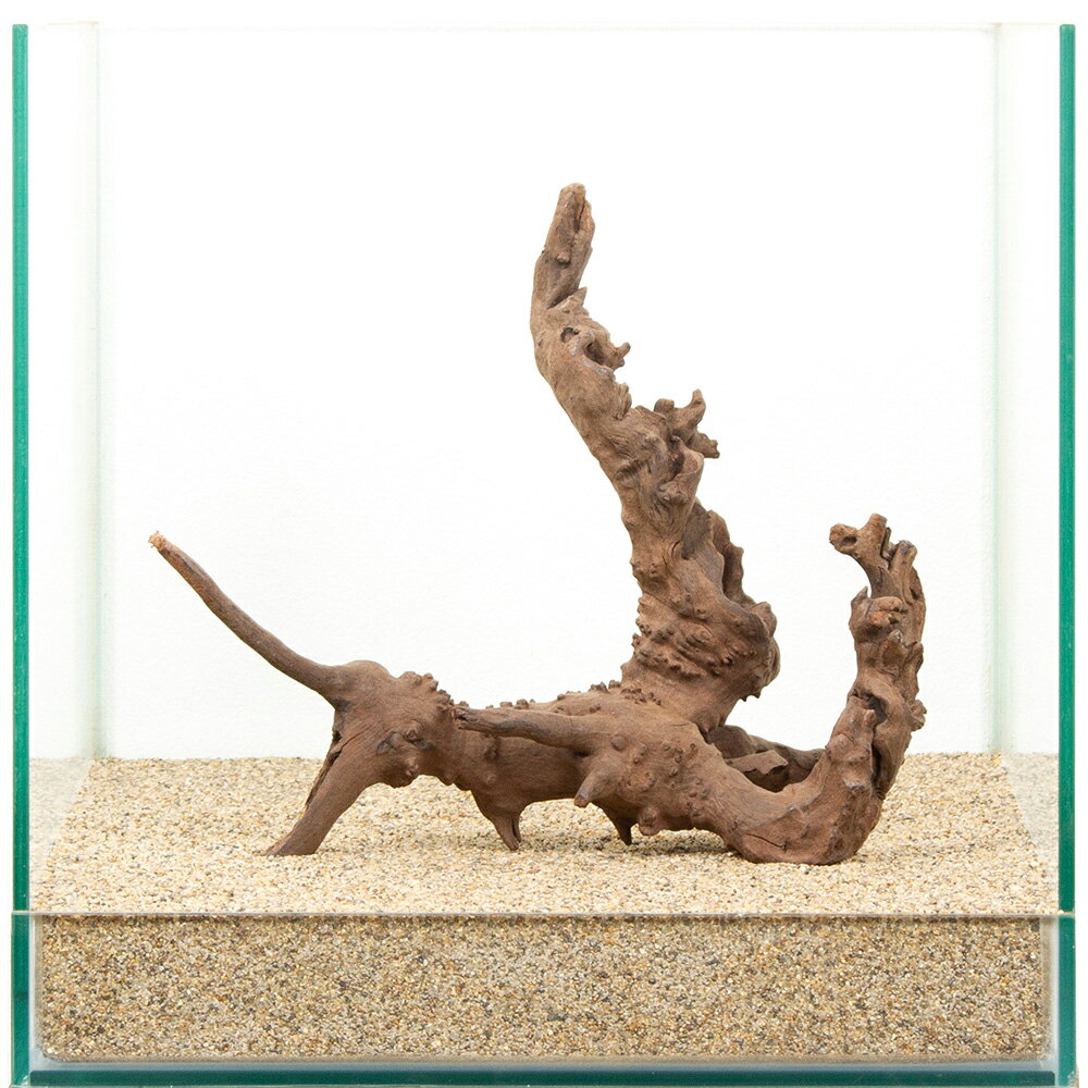 Driftwood - 一点物　上質流木　雅　30cm水槽用　881474　関東当日便