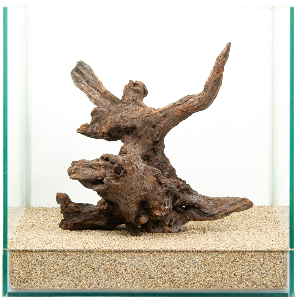 Driftwood - 一点物　ドリフトウッド　30cm水槽用　881508　関東当日便