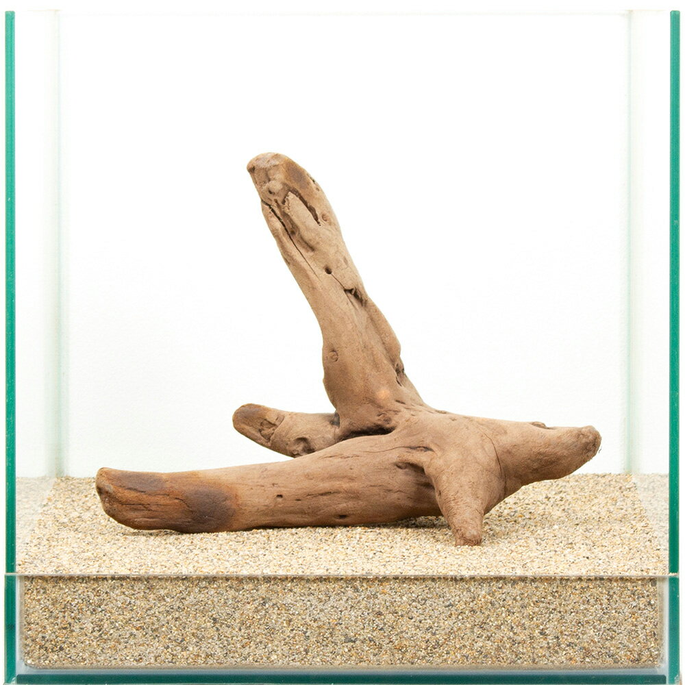 Driftwood - 一点物　上質流木　雅　30cm水槽用　881531　関東当日便