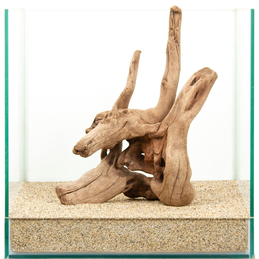 Driftwood - 一点物　上質流木　雅　30cm水槽用　881535　関東当日便