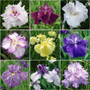 (ビオトープ)水生植物 おまかせ花菖蒲 3号(1ポット)