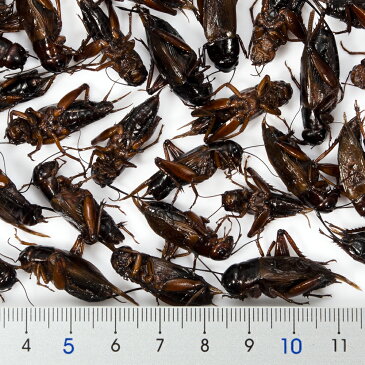 ZOOMED　カン・オー　クリケット　CAN　O　CRICKETS　35g　爬虫類　餌　エサ　缶詰　関東当日便