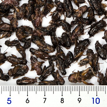 ZOOMED　カン・オー　ミニクリケット　CAN　O　MINI　CRICKETS　35g　爬虫類　餌　エサ　缶詰　関東当日便