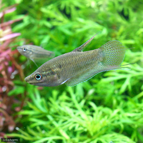 （熱帯魚）クローキング・グラミー（4匹）　北海道・九州航空便要保温