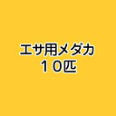 （めだか）生餌 エサ用メダカ（10匹） 活餌