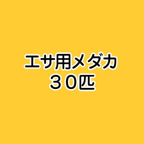 生餌 エサ用メダカ/えさ用めだか（30匹）