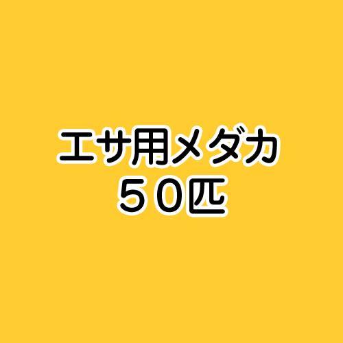 （めだか）生餌　エサ用メダカ（50