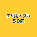 （めだか）生餌　エサ用メダカ（50