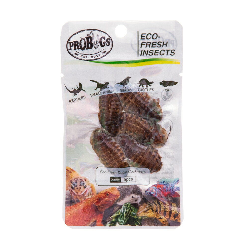 アウトレット品 プロバグズ 真空パック生昆虫 デュビアローチ 5匹 常温保存可 【ハリネズミ/モモンガ/爬虫類/両生類/大型魚】 訳あり 関東当日便