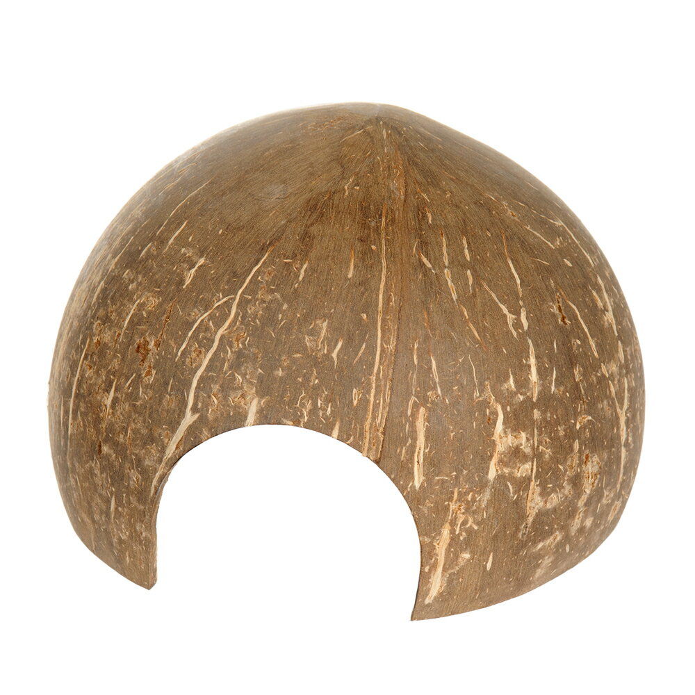 【11/25限定】当選確率2分の1!1等最大100% 形状お任せ ココナッツの隠れ家シェルター 磨き仕上げ ハーフカット 1個