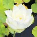 (ビオトープ)蓮 ハス(白) 真如蓮(シンニョレン)(1ポット)植替え済