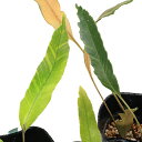 (山野草)シダ(羊歯)斑入りヒトツバ ノコギリ葉 3号(1ポット)