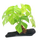 (観葉植物)テラリウム向け ヒメモンステラ 流木付 大(約25cm)(1本)