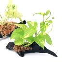 (観葉植物)テラリウム向け 品種おまかせポトス 流木付 大(約25cm)(1本)