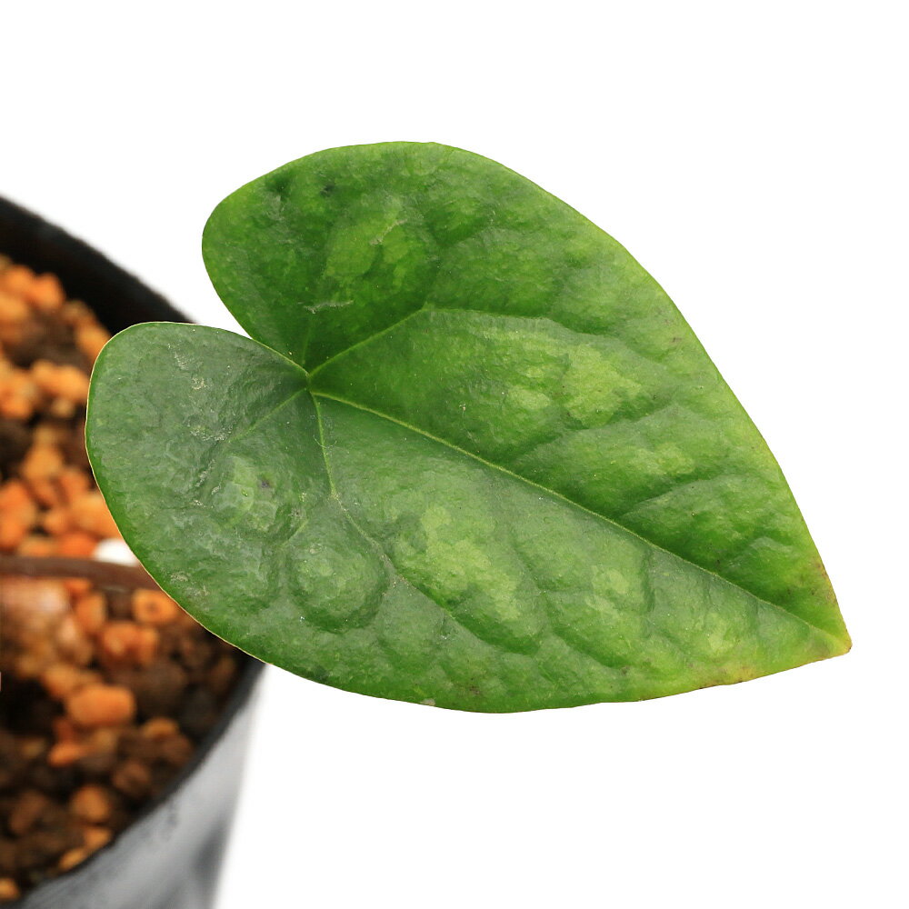 （山野草）カンアオイ（寒葵）ナタデラカンアオイ（那谷寺寒葵）3号（1ポット）古典園芸