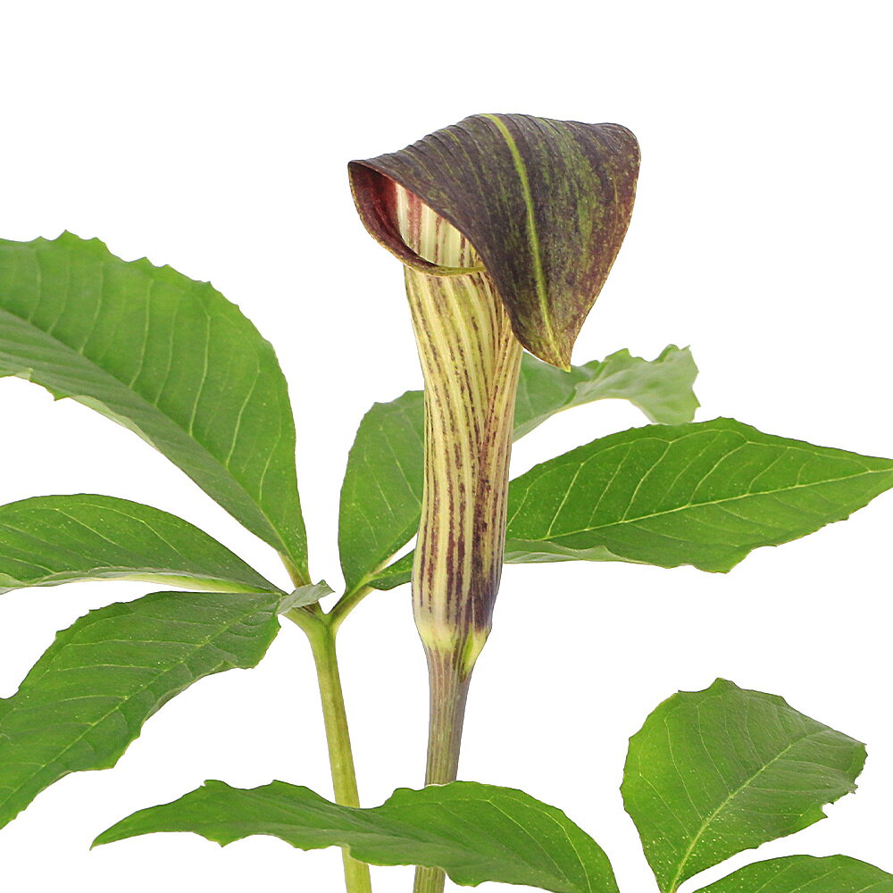 詳細情報独特な花が魅力的の山野草！テンナンショウ（天南星）オオミネテンナンショウ（大峰天南星）　3〜4号（1ポット）特徴テンナンショウは、温帯〜亜熱帯の森林に約200種が生息しているサトイモ科の植物です。日本にも約30種類以上が分布しており自然交雑種も存在します。ユニークな花が特徴的で、古くから観賞用や茶花として人気があり展示会なども行われてきました。テンナンショウの多くは雌雄異株で、栄養状態により性転換を行うという不思議な生態も魅力的な植物です。球茎には毒があることが知られますが、中国では漢方の生薬「天南星」として利用されます。オオミネテンナンショウはユモトマムシグサの亜種に当たる種類です。基本種のユモトマムシグサにそっくりですが、静岡県、山梨県、紀伊半島南部の大台ケ原山の山系に分布しています。商品サイズ（約）●鉢（ポット）径　：　9〜12cm※入荷状況や生長度合いにより高さは異なります。画像はあくまでも目安としてご覧下さい。鉢の種類ビニールポット学名Arisaema　nikoense　subsp．　australe別名−分類サトイモ科テンナンショウ属園芸分類耐寒性多年草（宿根草）原産地日本固有種／本州南部開花時期5月〜6月置き場所水はけの良い土を好みます。春先日が当り、夏場は木陰になるような場所が適しています。5℃を下回ると調子を崩してしまうので冬場は凍結しない場所に取り込みます。水やり鉢土の表面が乾いたらたっぷりと与えます。肥料芽出し時と花後に1回ずつ、緩効性の固形肥料を施します。参考（球根の植え方）植え付け時期　：　12月〜翌2月頃●庭植えの場合　冬季に凍結しない場所にのみ地植え可1．球根を植える場所を30〜50cmぐらいに耕します。2．30cm位穴を掘り、山野草培養土を3分の2程度まで入れます。3．その上に球根を並べます。（球根と球根の間隔は15〜20cmぐらい）4．球根に山野草培養土をかぶせます。5．かぶせる土は5cmぐらいを目安にします。6．たっぷりと水をやりましょう。●鉢・プランターの場合鉢の目安・・・5〜6号深鉢に1球プランターの目安・・・3〜5球程度1．鉢底に網をしきます。2．荒い土を入れます。（4分の1位まで）3．山野草培養土を鉢の半分位まで入れます。4．その上に球根を並べます。5．球根に山野草培養土をかぶせます。6．かぶせる土は3〜5cmぐらいを目安にします。7．たっぷりと水をやりましょう。ご注意※画像はイメージです。※開花まで数年を要する場合がございます。※球根には傷やへこみ多少の割れ等が見られますが育成には問題ございません。※葉の模様や形状には成長段階や個体差がございます。※株分け、植え替え後の場合がございます。※鉢（ポット）の形状及び色は画像と異なる場合もございます。予めご了承下さいませ。※成長状態により出荷サイズには差異がございます。また、1ポットあたりのボリュームも異なる場合がございます。お届けする苗の状態について※入荷時期、成長状態により出荷サイズには差異がございます。※株分け、植え替え前後の場合では1ポットあたりのボリュームが異なる場合がございます。※画像はイメージです。鉢の色や大きさ、形状は異なる場合がございます。※剪定後の場合先端部分を切り詰めている場合がございます。※休眠株の表記は目安になります。※ハウス内で管理された苗のお届けとなる場合がございます。加温されている為、開花期・成長状態等が一般的な季節よりずれてしまう場合がございます。ビバリウム・テラリウムで苔をご使用になる場合の注意点ガーデニングの用語一覧葉水（はみず）⇒霧吹きで葉に水を吹きかけること。空中湿度を保ったり、葉の温度を下げるなどの目的で行う。元肥（もとごえ）⇒植物を植える際、あらかじめ用土に加えておく肥料のこと。追肥（ついひ）⇒植物を育てている途中で補給する肥料のこと。もしくはその肥料を補給すること。お礼肥（おれいごえ）⇒花を咲かせたり果実を収穫した後の、植物を回復させる為に与える肥料のこと。主に速効性化成肥料を用いることが多い。寒肥（かんごえ）⇒冬に農作物や庭木に施す肥料のこと。主に遅効性肥料（有機質肥料）を用い、休眠期に土中で分解させておくことで、春にちょうど良い 具合に効き始め効果が持続する。根腐れ（ねぐされ）⇒水や肥料を与えすぎたり、水はけが悪いなどの原因で根が腐ること。根腐れを起こした植物は、悪臭を放つ場合がある。葉やけ（はやけ）⇒直射日光の当てすぎで、葉が変色したり、枯れたりすること。短日処理（たんじつしょり）⇒暗期が一定時間より長くなると開花が促進される植物（短日植物）に、光の当たる時間を調整すること。苞（ほう）⇒葉が変形したもので、つぼみを包んでいた葉のこと。花を保護する役割がある。（山野草）ユキモチソウ（雪餅草）　3号（1ポット）（山野草）ウラシマソウ（浦島草）3号（1ポット）（山野草）テンナンショウ（天南星）アオマムシ草（カントウマムシ草）　3号（1ポット）ハイポネックス　マグァンプK　大粒　1．1kg　元肥　土に混ぜこむだけ　草花　球根 … kotenplant　_gardening　ガーデニング　山野草　球根　蝮草　関東蝮草　カントウマムシグサ　テンナンショウ　マムシソウ　マムシグサ　植物　植物生体　ガーデニング生体　育て方　育成方法　栽培方法　盆栽　Arisaema　nikoense　subsp.　australe　サトイモ科　テンナンショウ属　マムシ草　オオミネテンナンショウ　大峰天南星　ムラサキユモトマムシグサ　紫湯元蝮草　ユモトマムシグサ　湯元蝮草　亜種　南　南部　大台ケ原山　静岡　紀伊半島　山梨　kotentennansho　AISHI　y25m04　20250422　2025tuuki■この商品をお買い上げのお客様は、下記商品もお買い上げです。※この商品には付属しません。■（山野草）ユキモチソウ（雪餅草）　3号（1ポット）（山野草）ウラシマソウ（浦島草）3号（1ポット）（山野草）テンナンショウ（天南星）アオマムシ草（カントウマムシ草）　3号（1ポット）ハイポネックス　マグァンプK　大粒　1．1kg　元肥　土に混ぜこむだけ　草花　球根