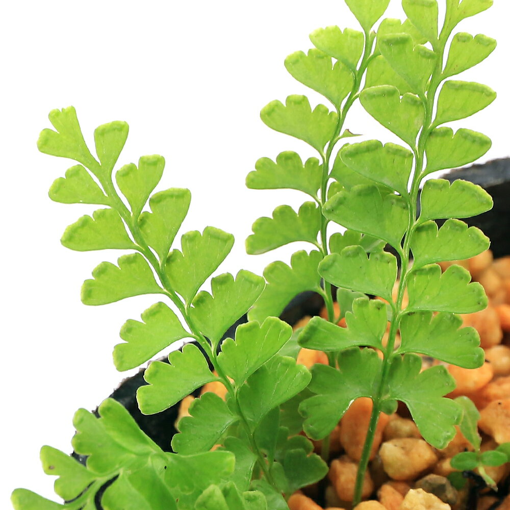 （山野草）シダ（羊歯）サイゴクホングウシダ（西国本宮羊歯）3号（1ポット）常緑性多年草