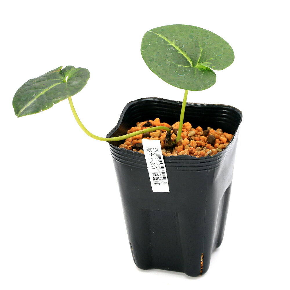 �ʻ�����˥��󥢥����ʴ������ʼ�Ϻٿɡ�ε��ð�ʥ�奦���󥿥��3���1�ݥåȡ˸�ŵ���