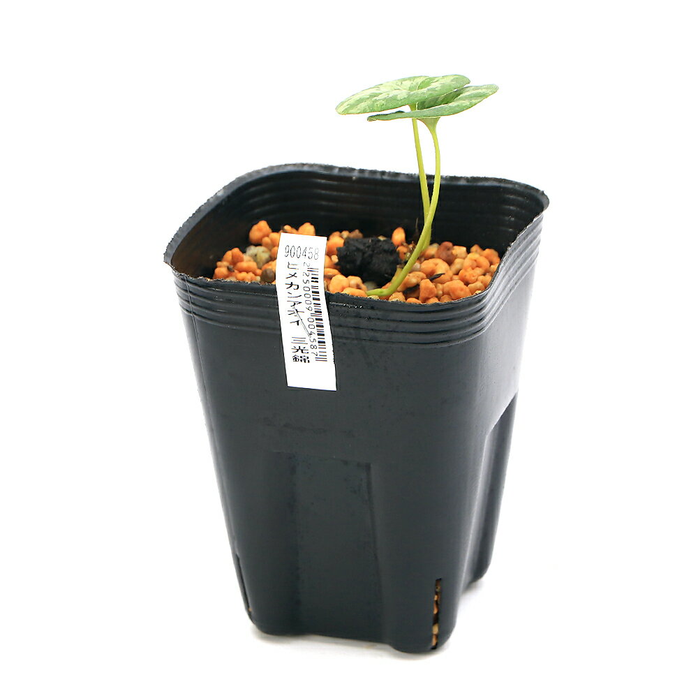 �ʻ�����˥��󥢥����ʴ������ʼ�Ϻٿɡ������ӡ�3���1�ݥåȡ˸�ŵ���