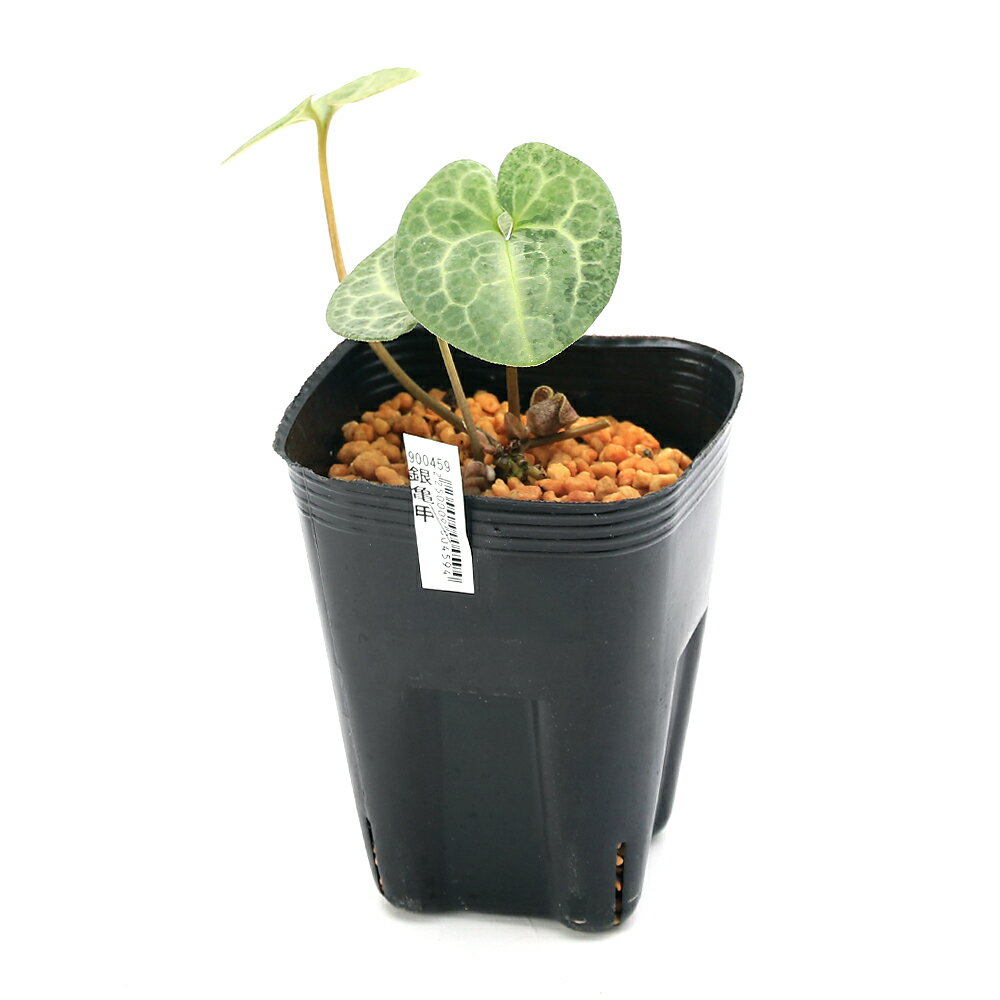 �ʻ�����˥��󥢥����ʴ������ʼ�Ϻٿɡ��䵵�á�3���1�ݥåȡ�