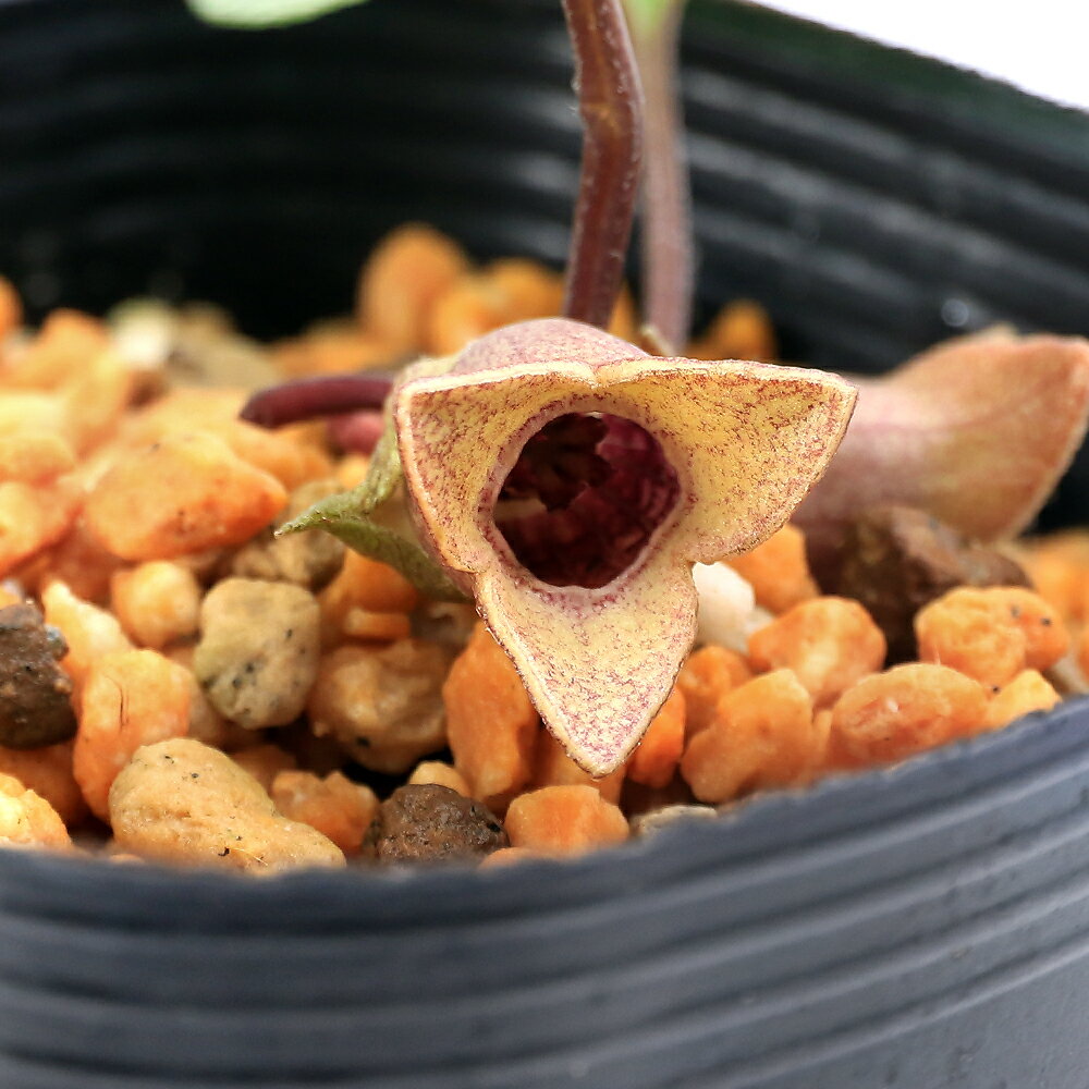 （山野草）カンアオイ（寒葵）コトウカンアオイ（湖東寒葵)）　3号（1ポット）古典園芸