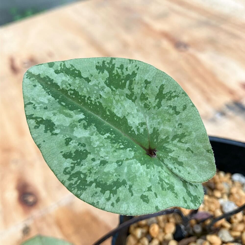 （山野草）カンアオイ（寒葵）オトメアオイ（乙女葵）3号（1ポット）古典園芸