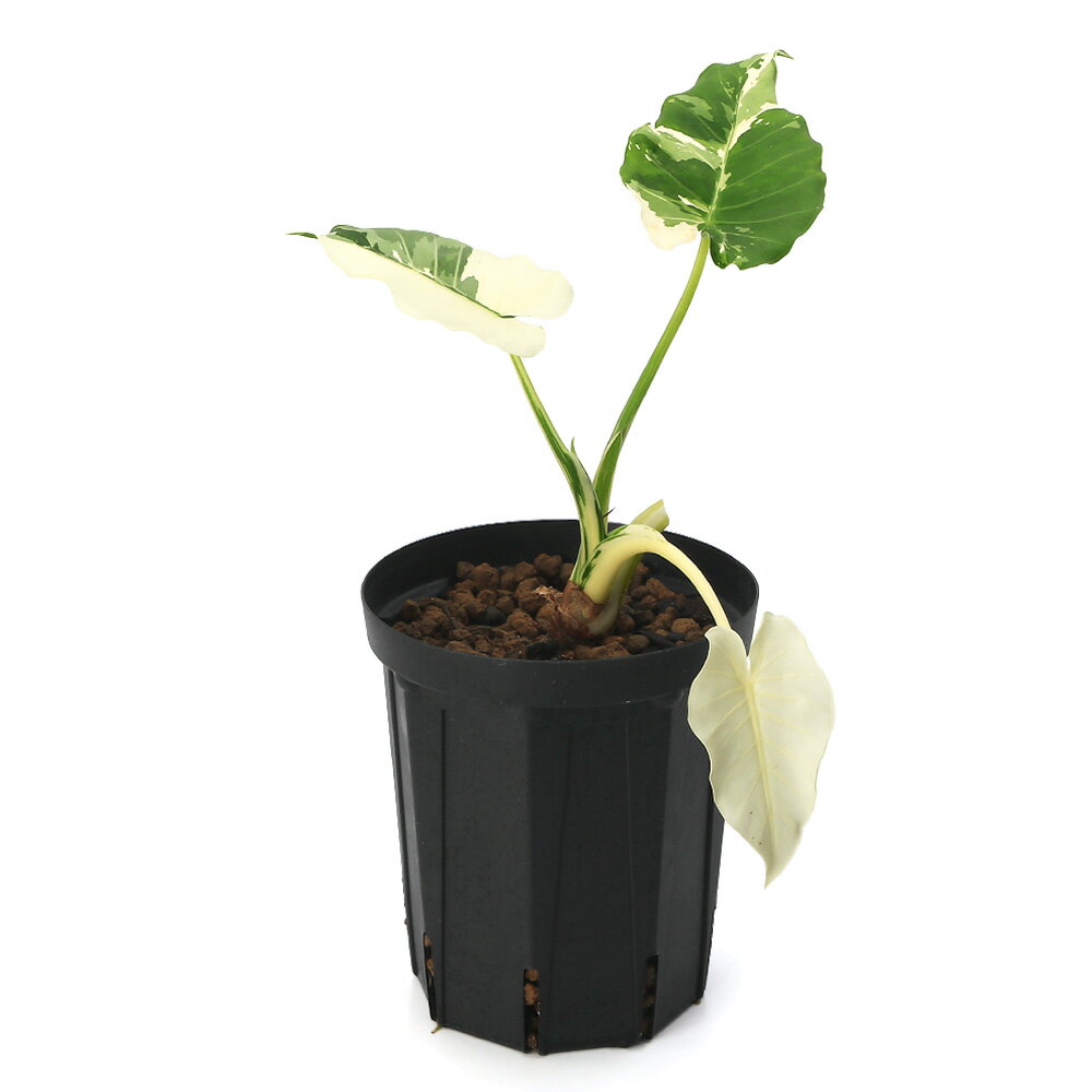 （観葉植物）一点物　斑入り　クワズイモ　5号（1鉢）（900514）のサムネイル