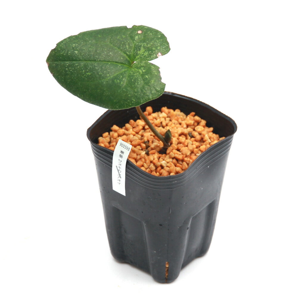 �ʻ�����˥��󥢥����ʴ����˥��̥����󥢥����ʻ���������3���1�ݥåȡ˸�ŵ���