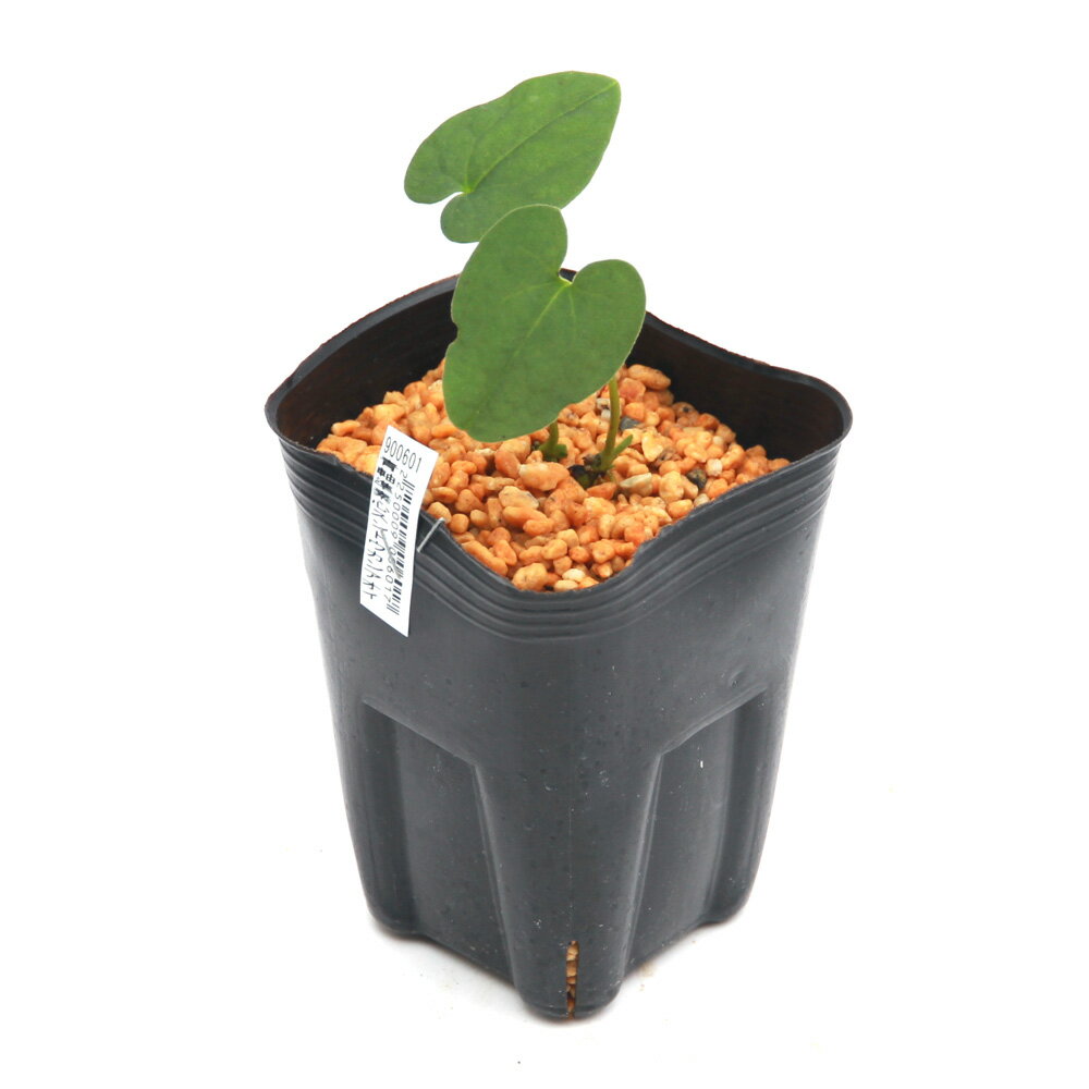 �ʻ�����˥��󥢥����ʴ������ļ����ǿĥ���ȥ����󥢥�����3���1�ݥåȡ˸�ŵ���