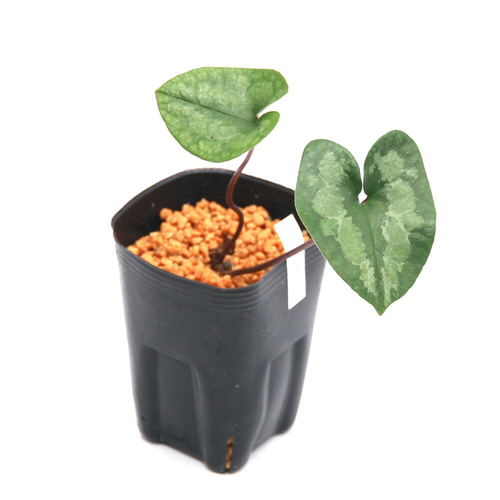 �ʻ�����˥��󥢥����ʴ������ʼ�Ϻٿɡ��������ߥѥ�����󥢥�����3���1�ݥåȡ˸�ŵ���