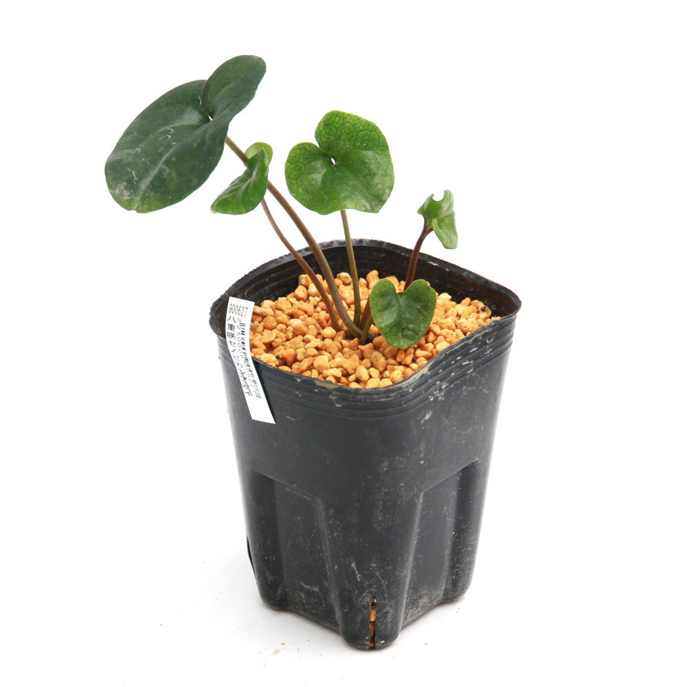 �ʻ�����˥��󥢥����ʴ����˥��Υӥ��󥢥������ؿ������ˡ�3���1�ݥåȡ�