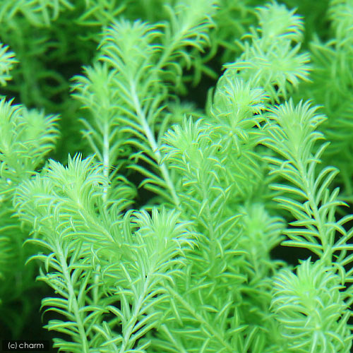 （水草）パンタナルドワーフマヤカ（水中葉）（無農薬）（10本）