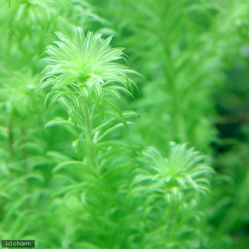 （水草）パンタナルドワーフマヤカ（水中葉）（無農薬）（10本）