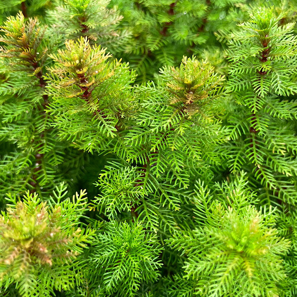 （水草）ミリオフィラム マトグロッセンセ（水上葉）（無農薬）（10本）