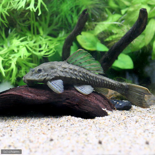 （熱帯魚）アーマード・プレコ（ワイルド）（1匹）　北海道・九州航空便要保温